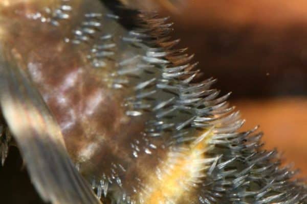 The tail of a Panaqolus albivermis - L204 male