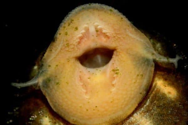 The remarkable teeth of Panaqolus albivermis