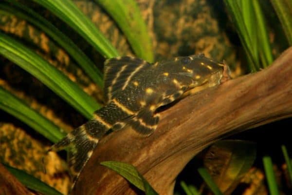 Panaque albivermis - L204 - On wood
