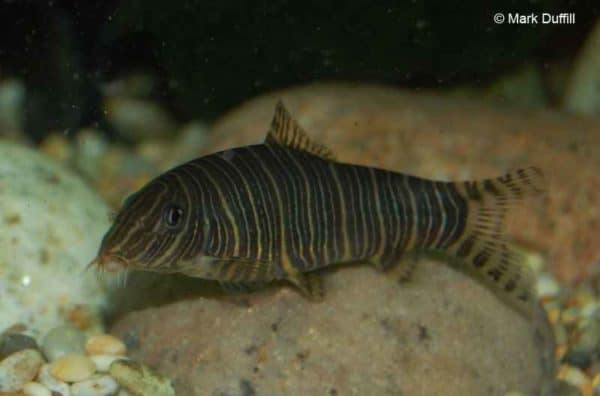 Botia striata - Zebra Loach