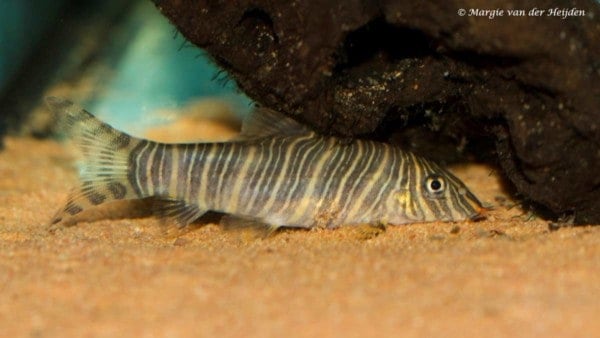 Botia striata - Zebra Loach