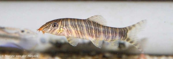 Botia striata - Zebra Loach