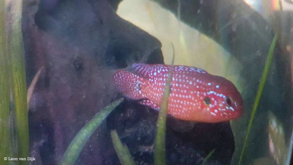 Hemichromis bimaculatus - Juwelfish