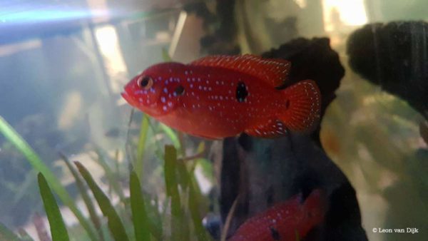 Hemichromis bimaculatus - Juwelfish
