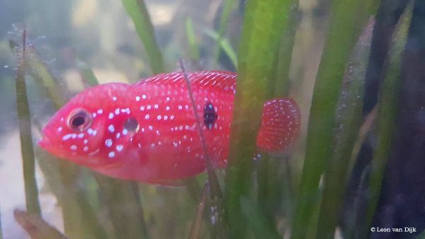 Hemichromis bimaculatus - Juwelfish - Image 7