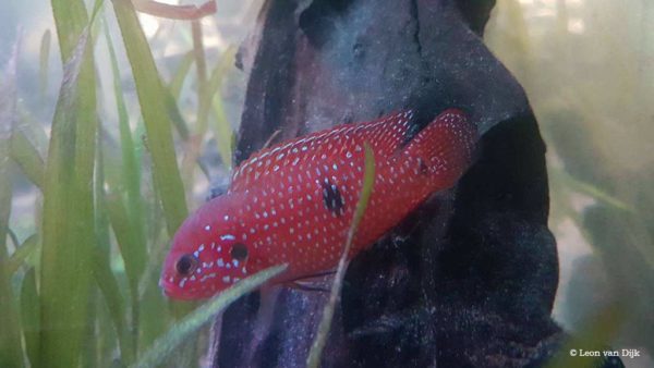 Hemichromis bimaculatus - Juwelfish