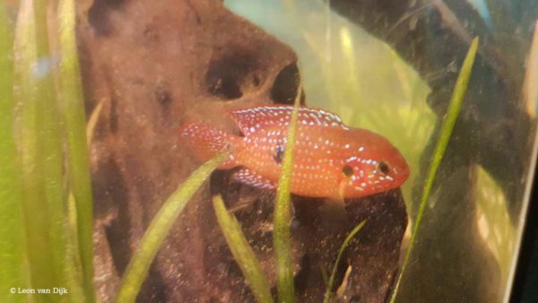 Hemichromis bimaculatus - Juwelfish