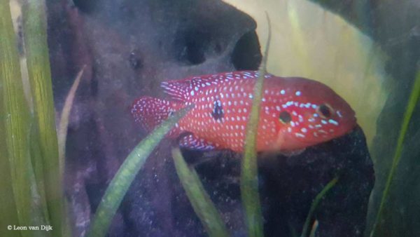 Hemichromis bimaculatus - Juwelfish