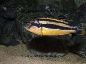 Melanochromis