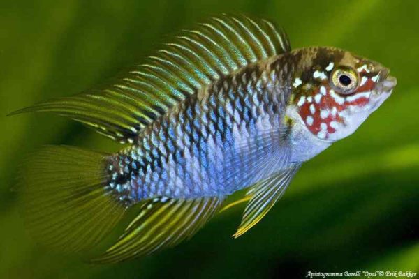 Apistogramma borellii - Opal