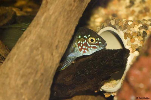 Apistogramma borellii - Opal male guerds the nest