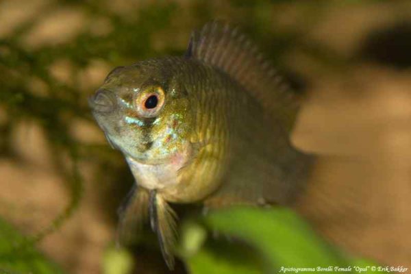 Apistogramma borellii - female with full belly full of eggs