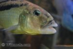 Aristochromis christyi - Close Up head