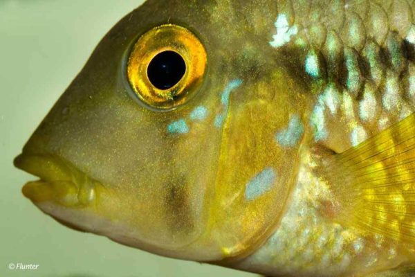 Geophagus brasiliensis - Close up