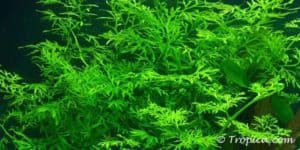 Ceratopteris thalictroides - Water Sprite