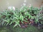 Leptochilus pteropus - Java fern in the wild - Malaysia