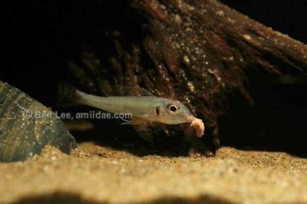 Biotoecus opercularis