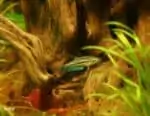 Trichopsis pumila - Pygmy Gourami
