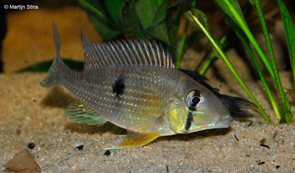 Geophagus