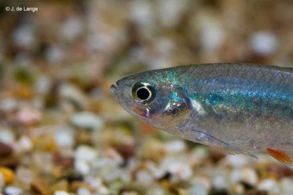 Aphyocharax anisitsi – Bloodfin Tetra - Close Up