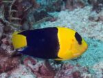 Centropyge bicolor - Bicolor Angelfish