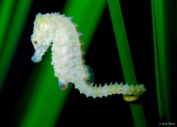 Hippocampus zosterae – Dwarf Seahorse
