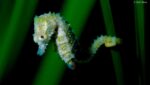 Hippocampus zosterae – Dwarf Seahorse