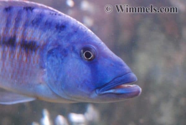Tyrannochromis nigriventer - Male - Close up