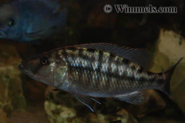 Tyrannochromis nigriventer