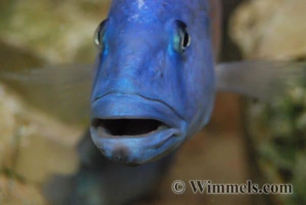 Tyrannochromis nigriventer - Male - Close up