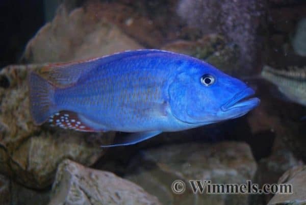 Tyrannochromis nigriventer - Male