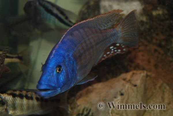Tyrannochromis nigriventer - Male