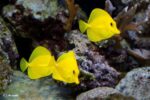 Zebrasoma flavescens - Yellow Tang