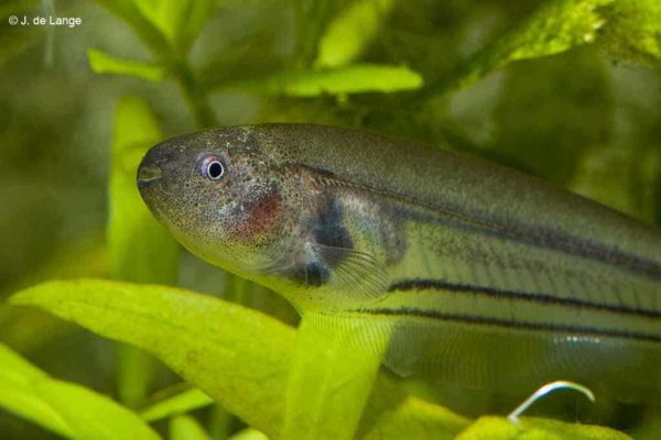 A closeup of the head of the Glass Knifefish.