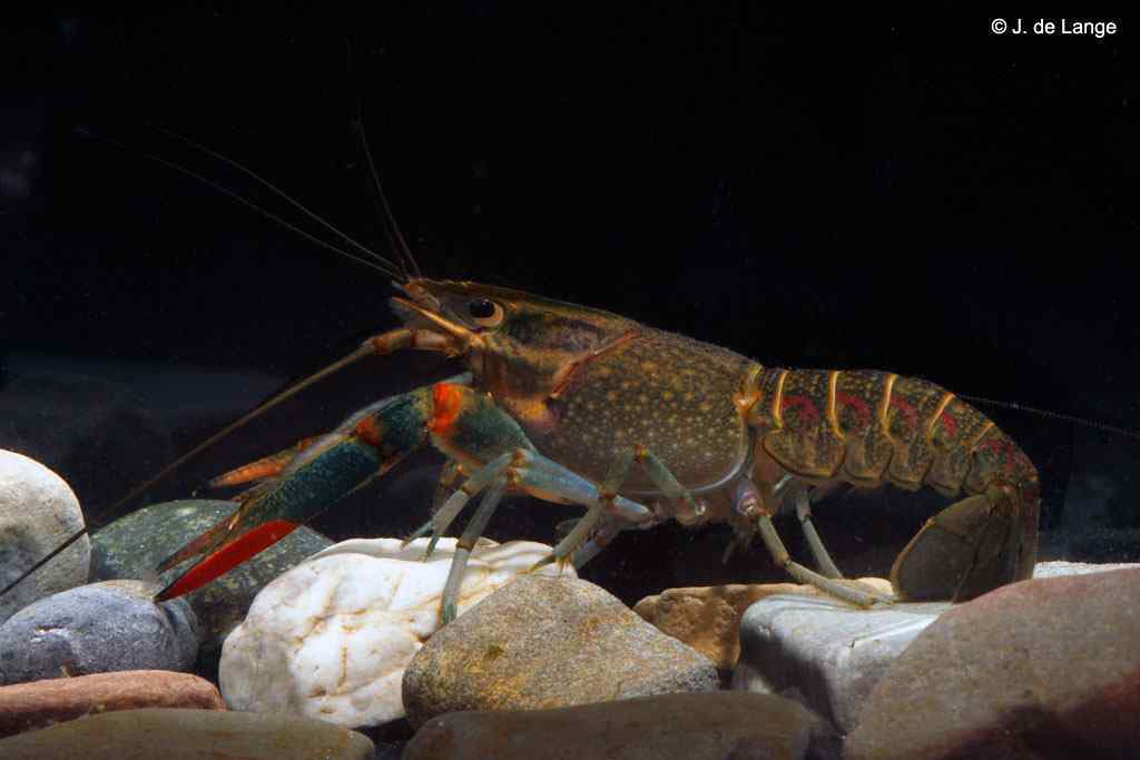 Cherax quadricarinatus – Redclaw Crayfish