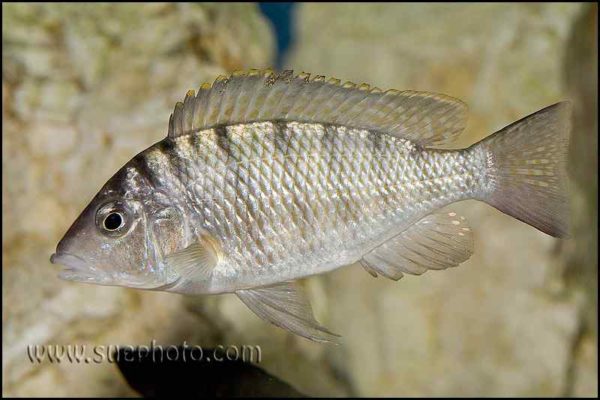 Gnathochromis pfefferi - Chaitika - Male
