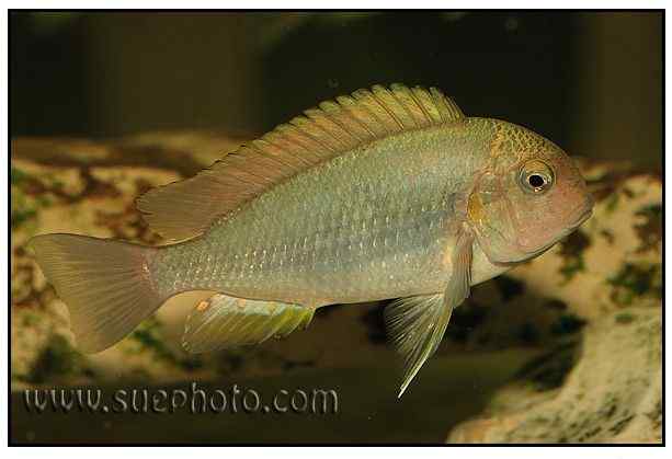 Pseudosimochromis curvifrons - Isanga Bay