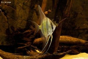 Pterophyllum altum - Altum Angelfish