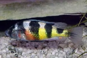 Haplochromis latifasciatus - Male