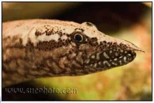 Mastacembelus frenatus - Longtail Spiny Eel - Close up