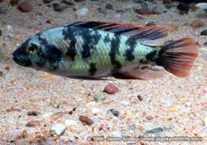 Paralabidochromis chromogynos - Male