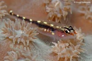 Eviota sebreei