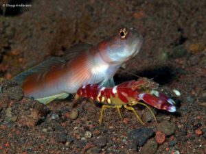Amblyeleotris yanoi with their symbiose shrimp Alpheus randalli