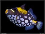 Balistoides conspicillum - Clown Triggerfish