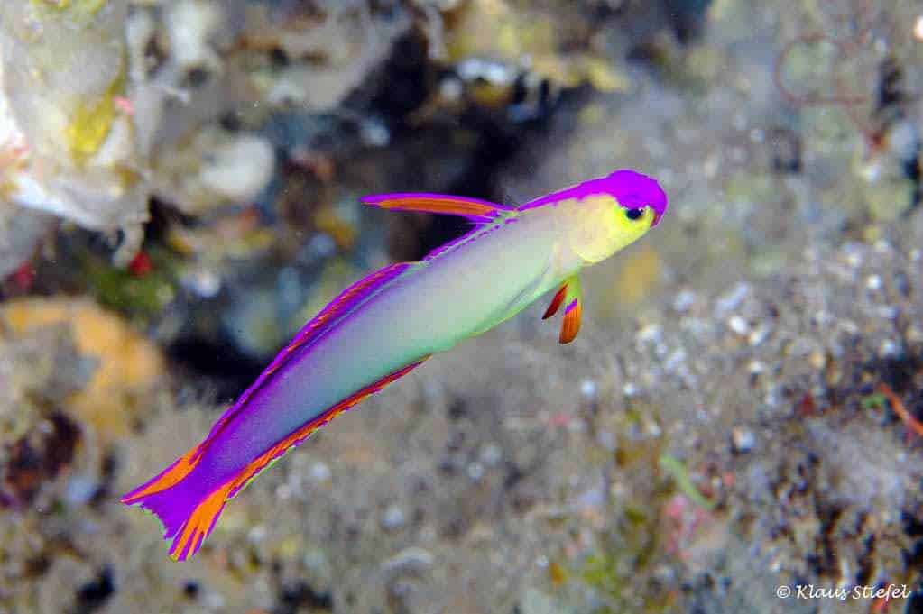 Nemateleotris decora - Purple Firefish - AquaInfo