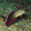 Nemateleotris decora – Purple Firefish