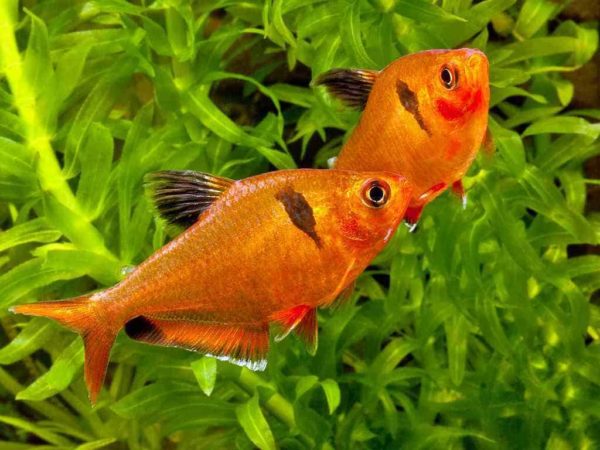 Hyphessobrycon eques – Juwel Tetra