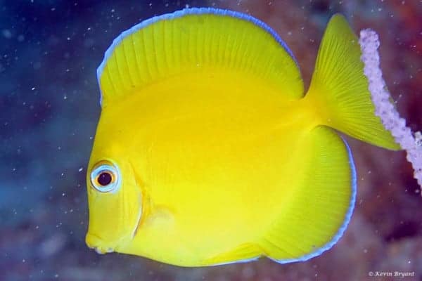 Acanthurus coeruleus – Blue Tang Surgeonfish - Juvenile