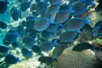 Acanthurus coeruleus – Blue Tang Surgeonfish School