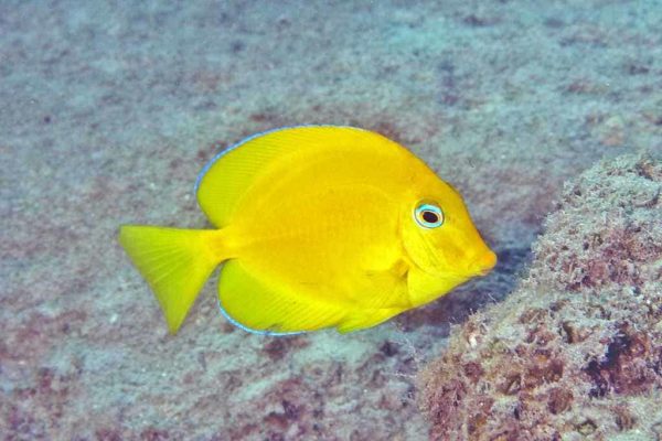 Acanthurus coeruleus – Juvenile